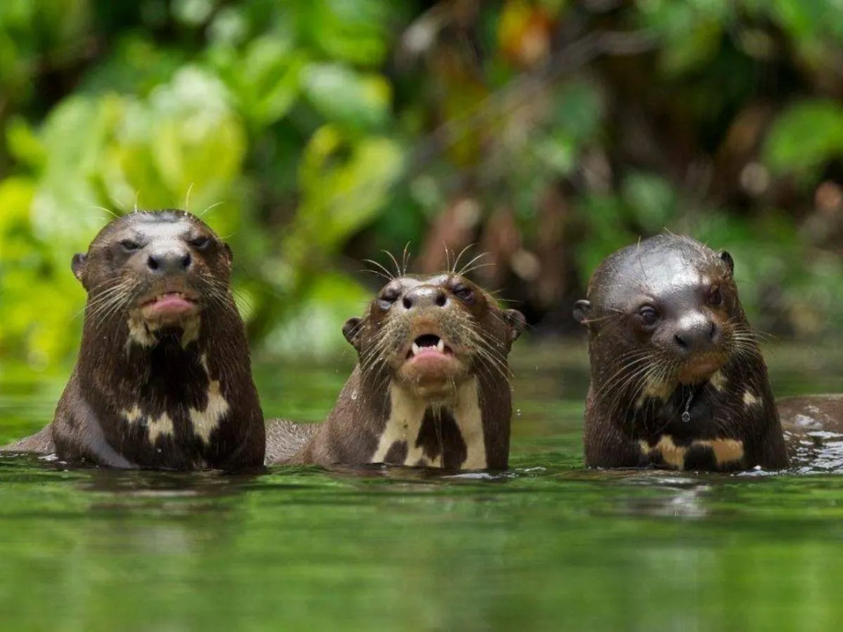 animals in the sandoval lake