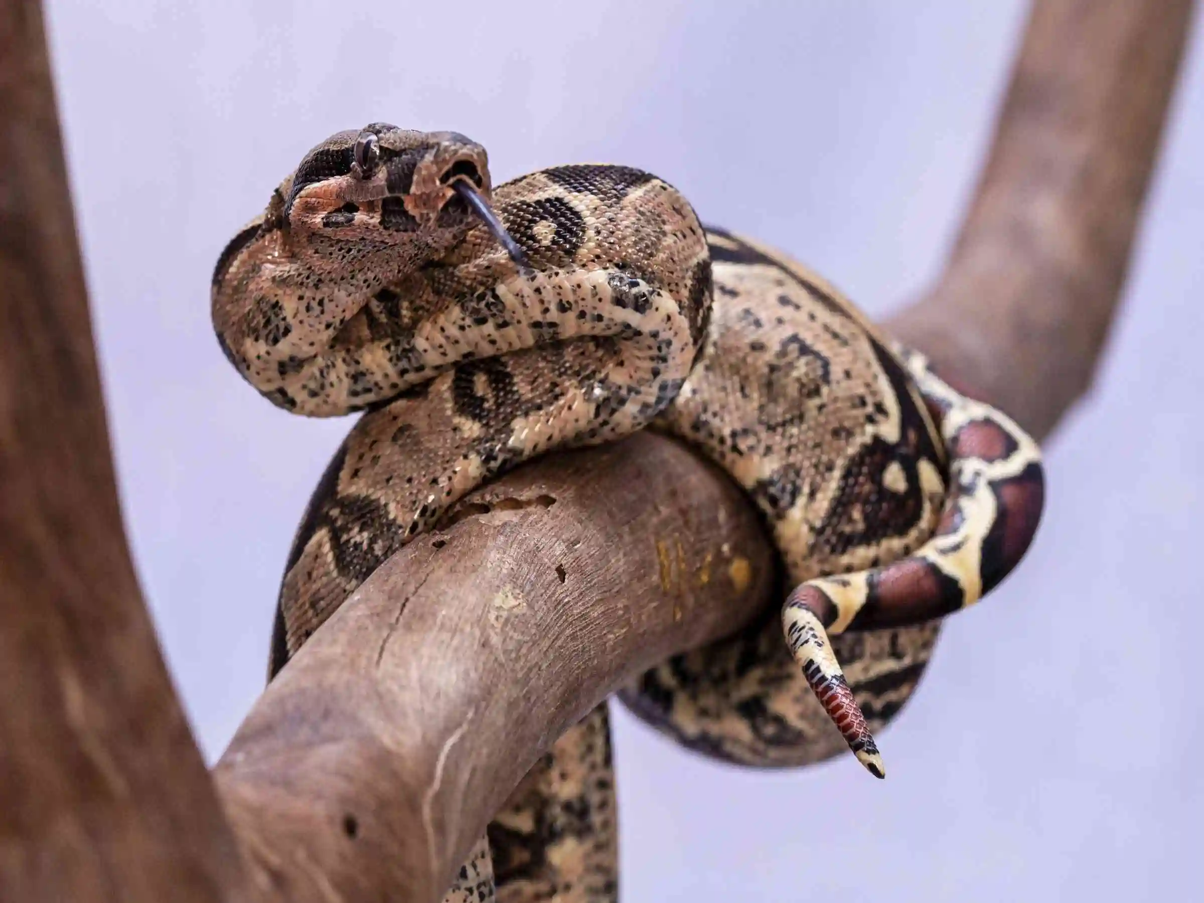 boa in sandoval lake tour