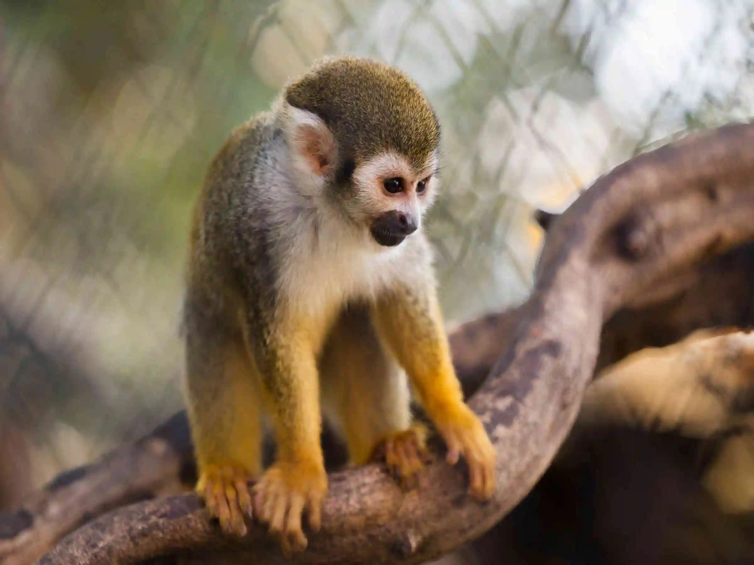 monkey in sandoval lake tour