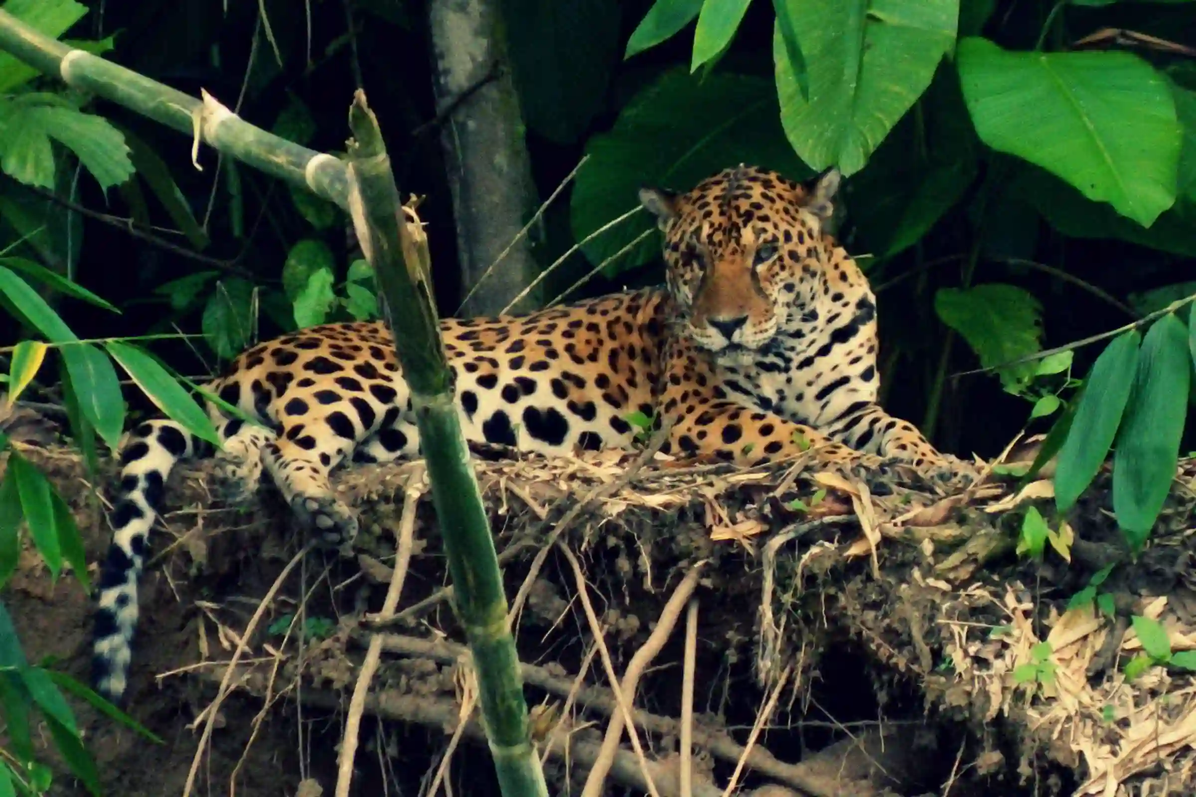Jaguar during the Piranha Fishing in the Yacumama Lake Half Day