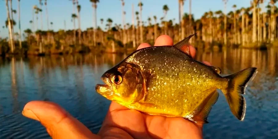 Piranha Fishing in Yacumama lake