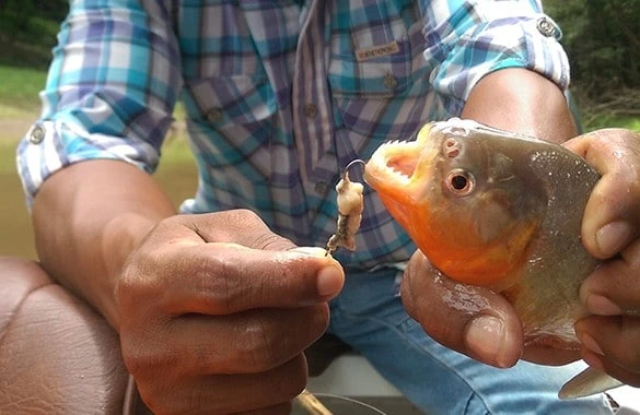 best Piranha Fishing in Yacumama lake
