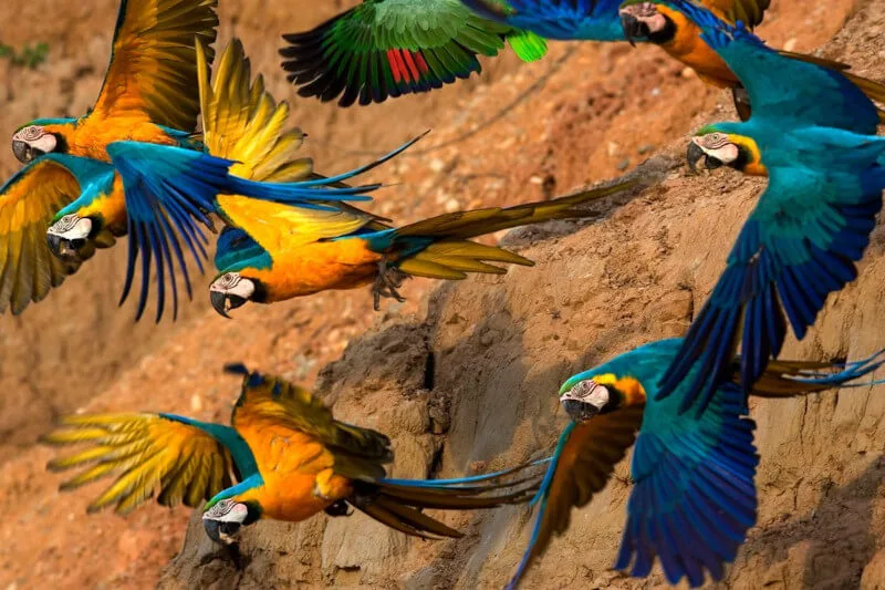 Watch the Chuncho Macaw Clay Lick