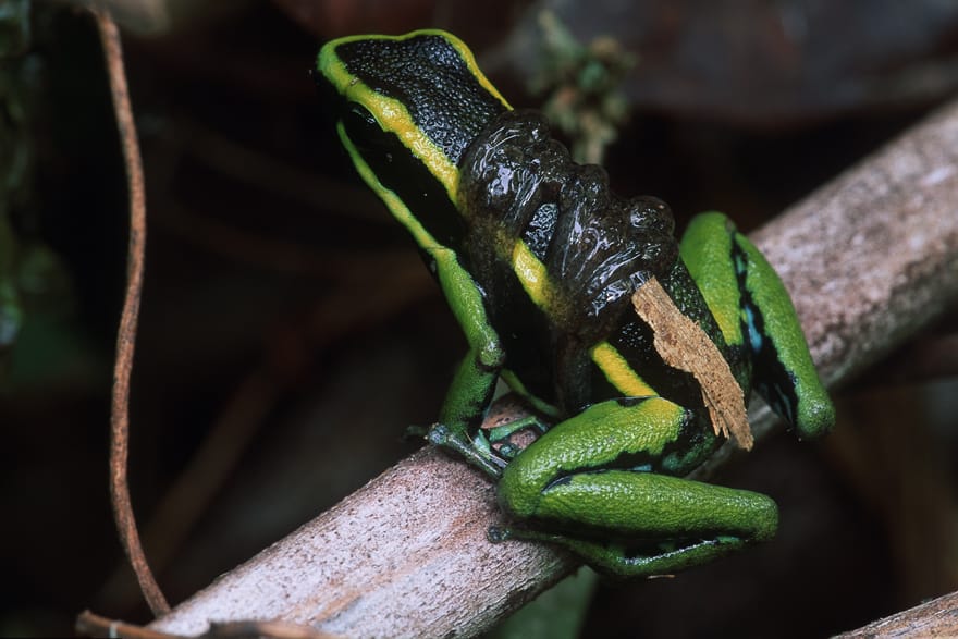 tambopata reserve
