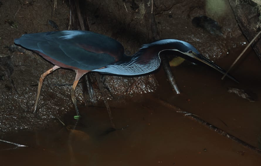 tambopata reserve