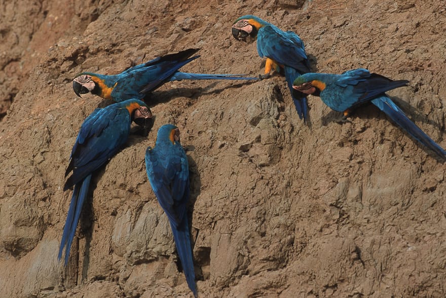 tambopata reserve