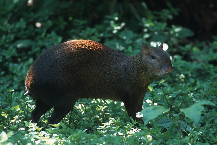 tambopata reserve