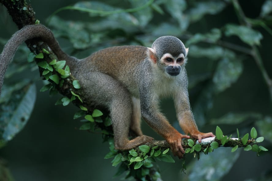 tambopata reserve
