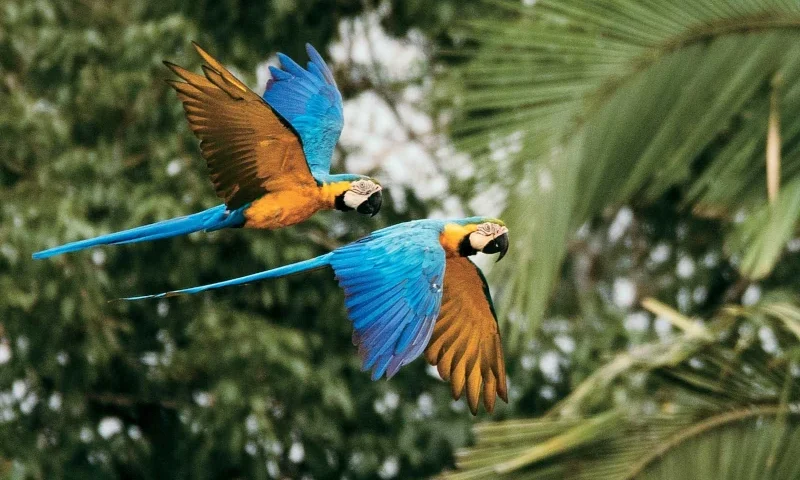 Best Times to Visit Tambopata