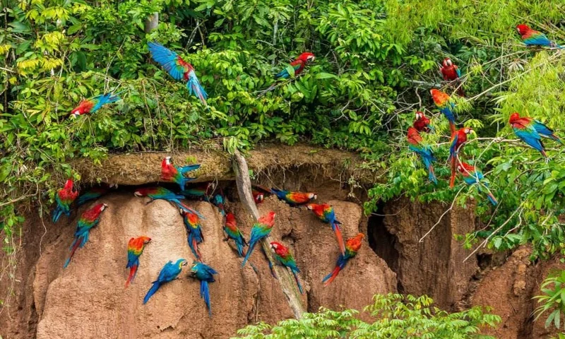 Best Times to Visit Tambopata