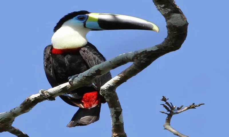 Tambopata National Reserve