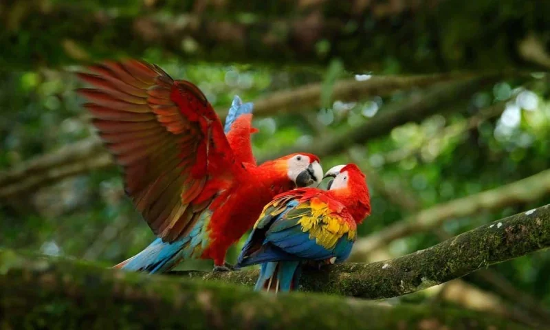 Tambopata National Reserve