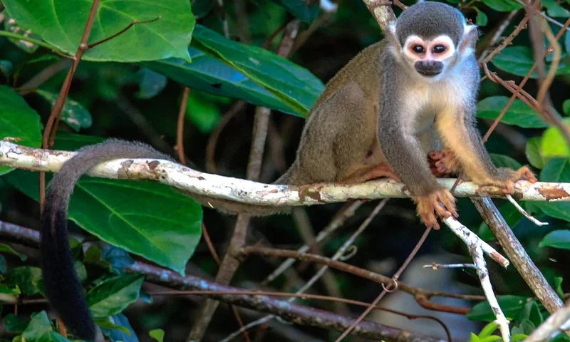 Tambopata National Reserve
