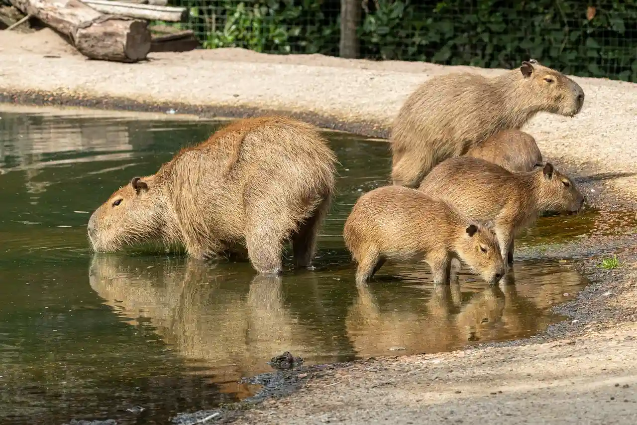 Are capybaras in Peru