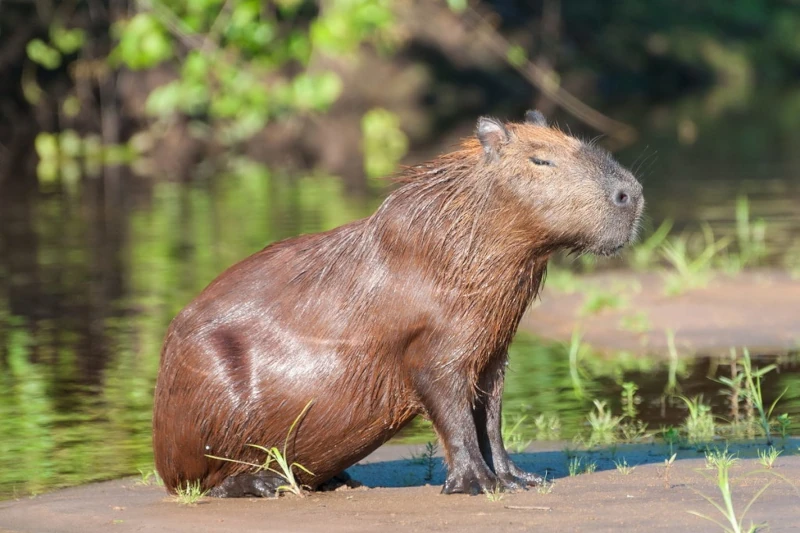 Best practices for Capybara watching in Peru