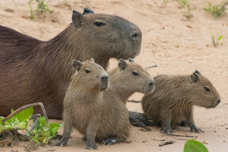 The Social Life of Capybaras