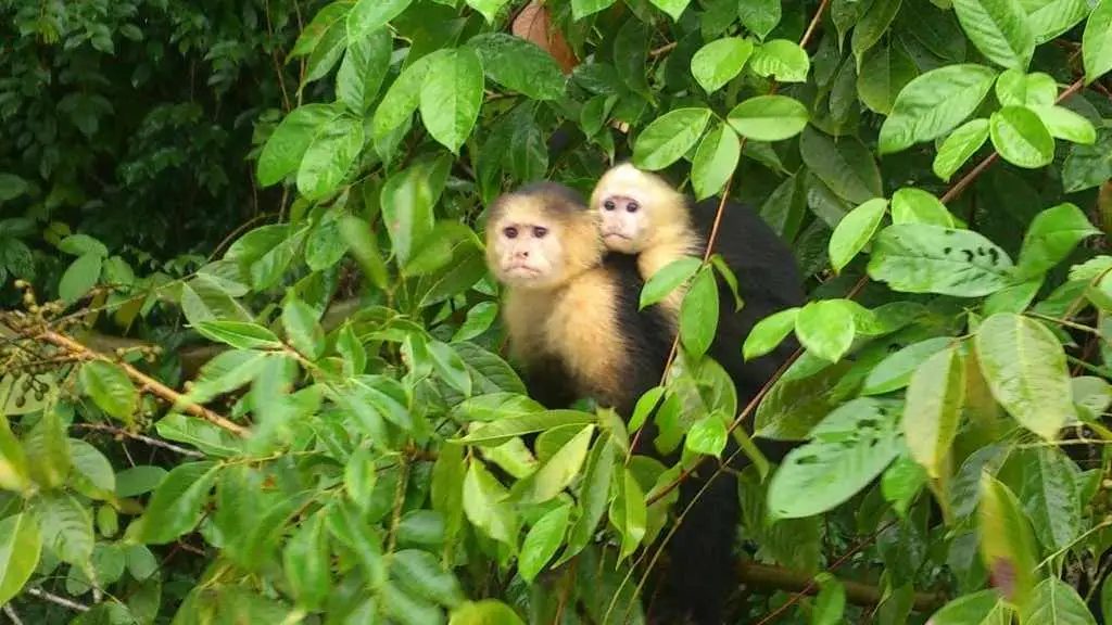 tambopata 4 day 3 nights