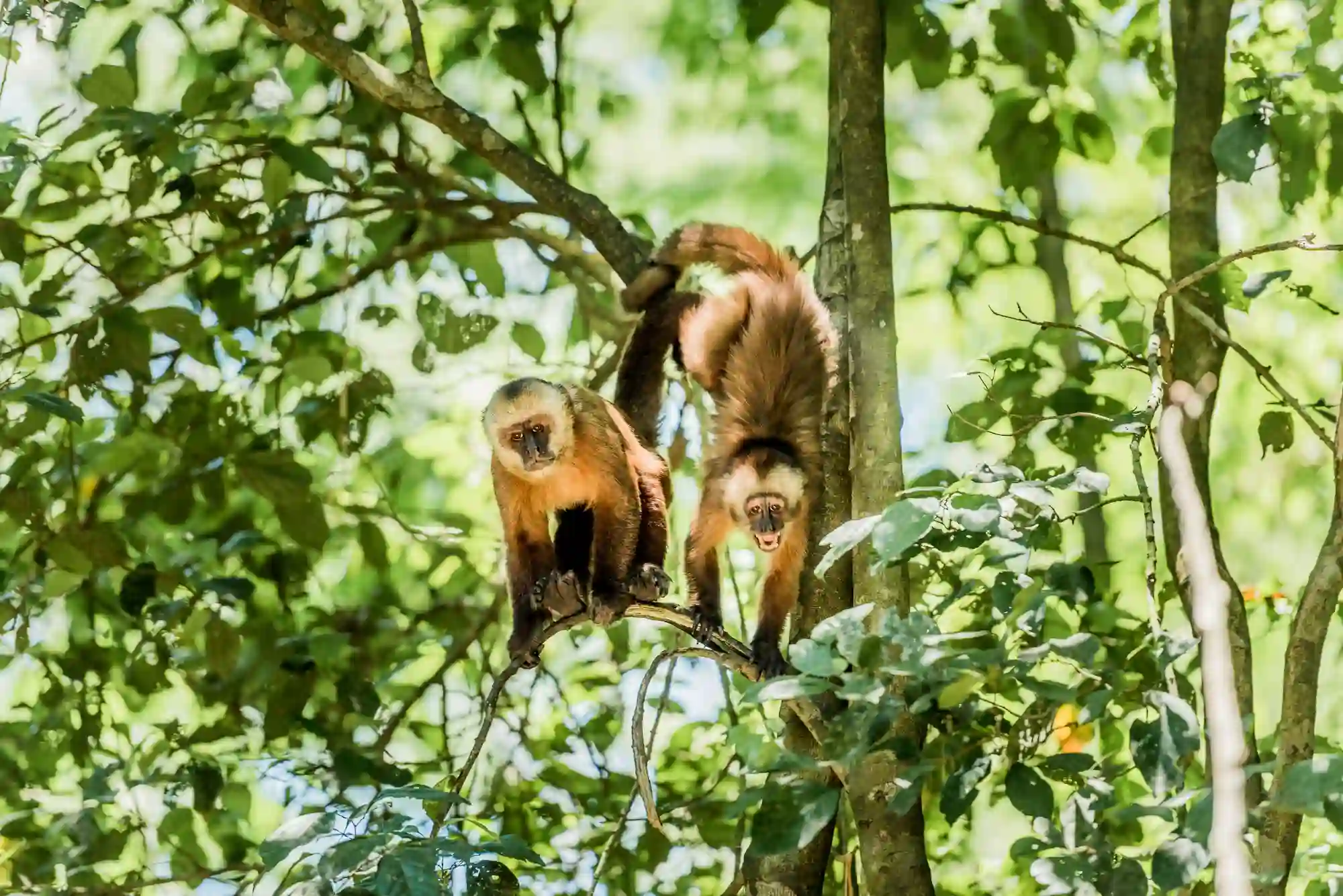 tambopata 4 day tour