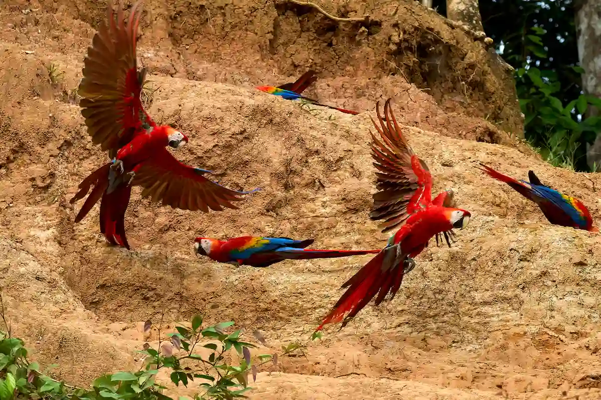 tambopata 4 day tour