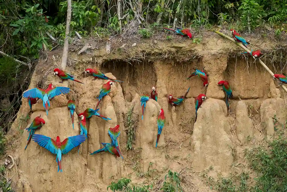 tambopata jungle adventure tour 4 days