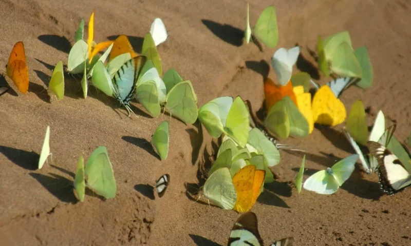 Tambopata National Reserve