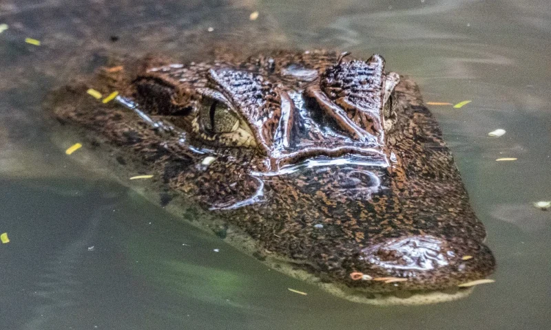 Tambopata National Reserve