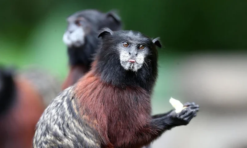 Vaccines for the Amazon