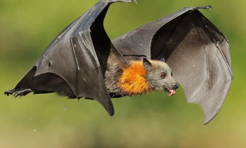 Vaccines for the Amazon