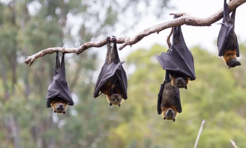 Vaccines for the Amazon