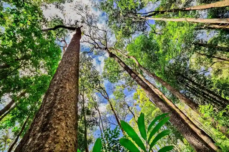 amazon rainforest trees