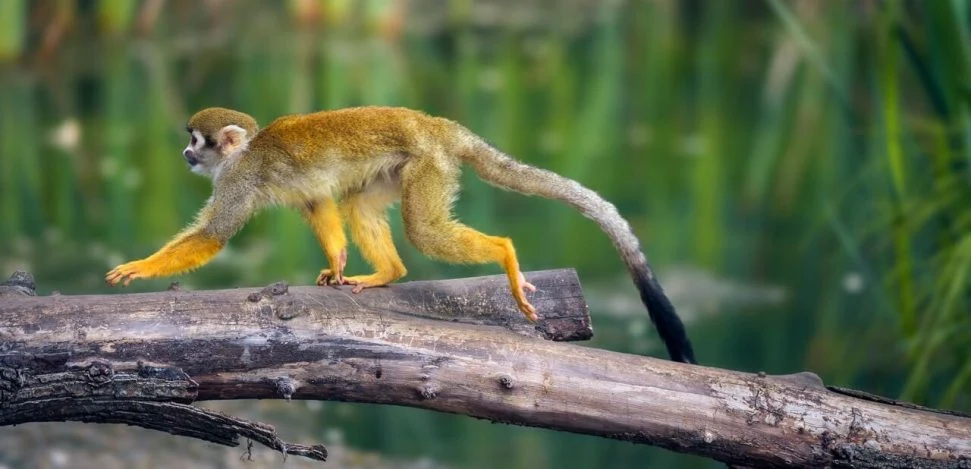 Why ecotourism is important