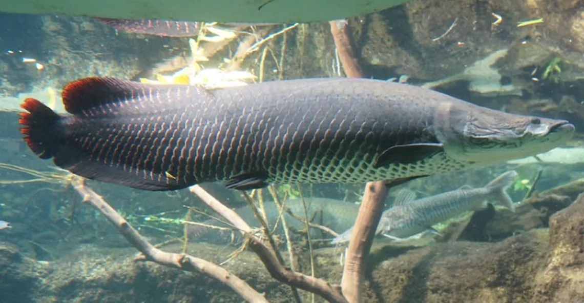 Amazon rainforest fish