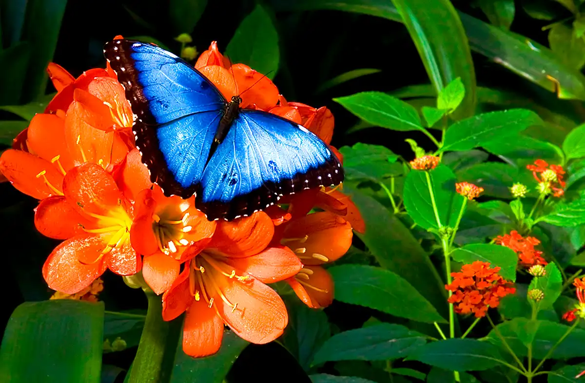 Amazon rainforest insects