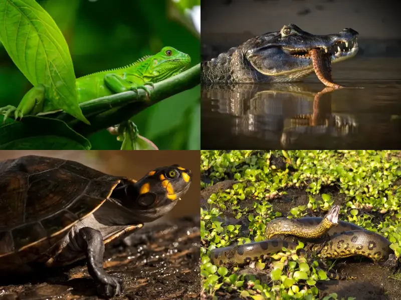 Amazon rainforest reptiles and amphibians