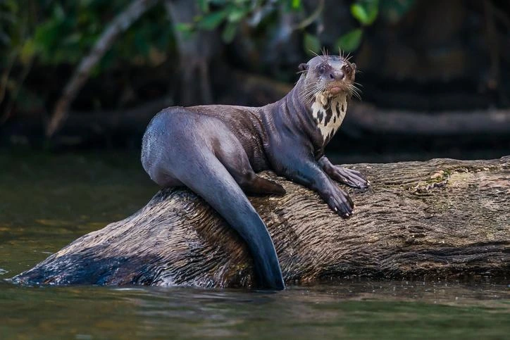 Giant river otter in the peruvian amazon