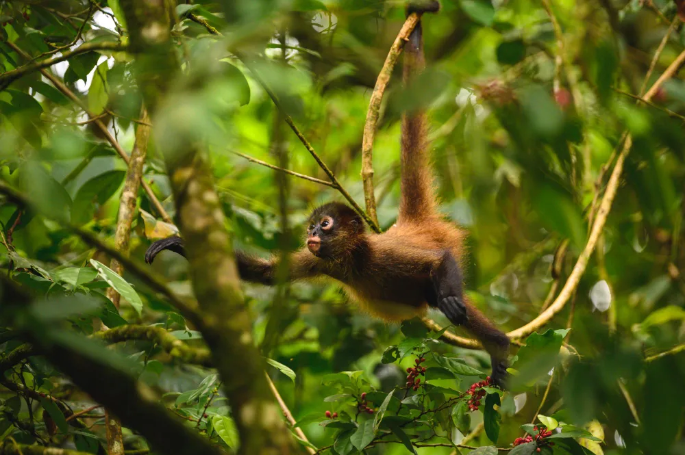Recommendations for encountering animals in the peruvian amazon