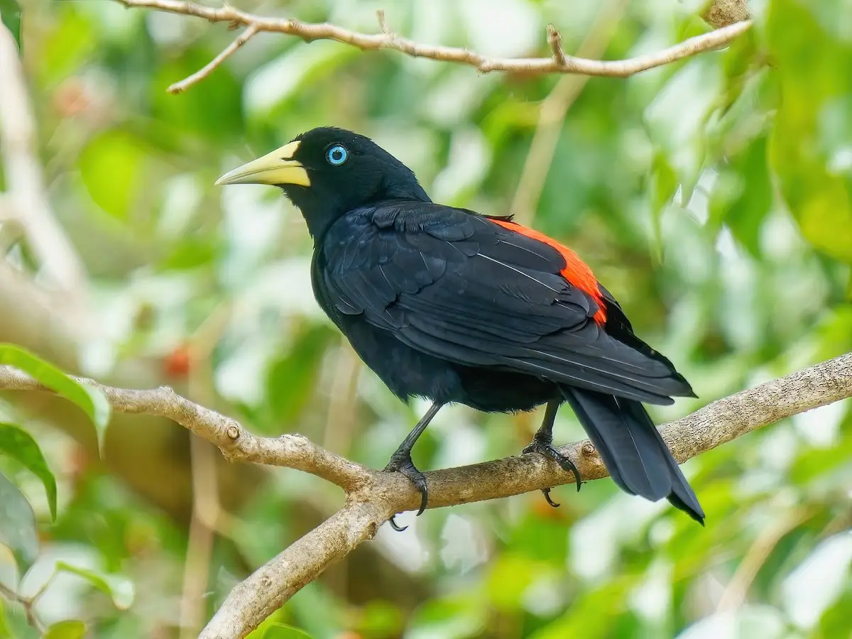 Red-breasted Cacique in peru