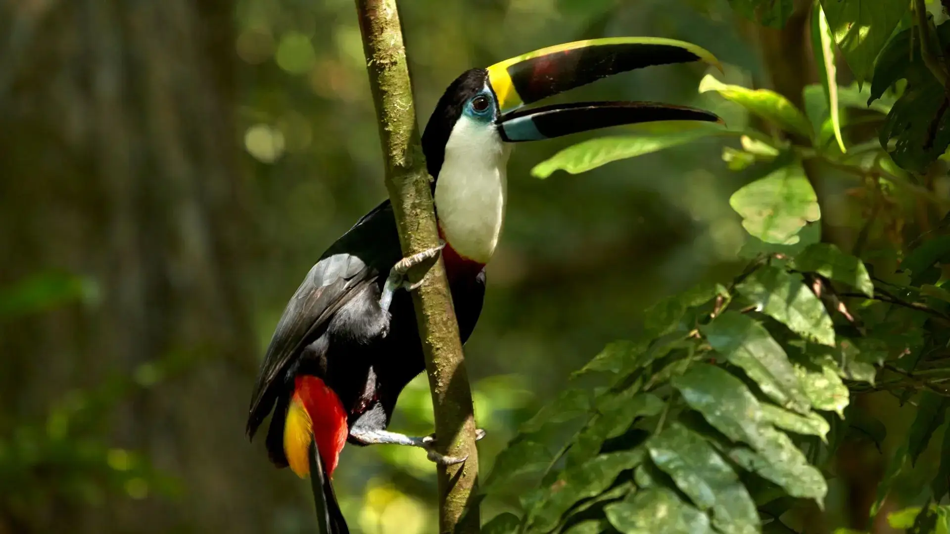 Toucan in the amazon