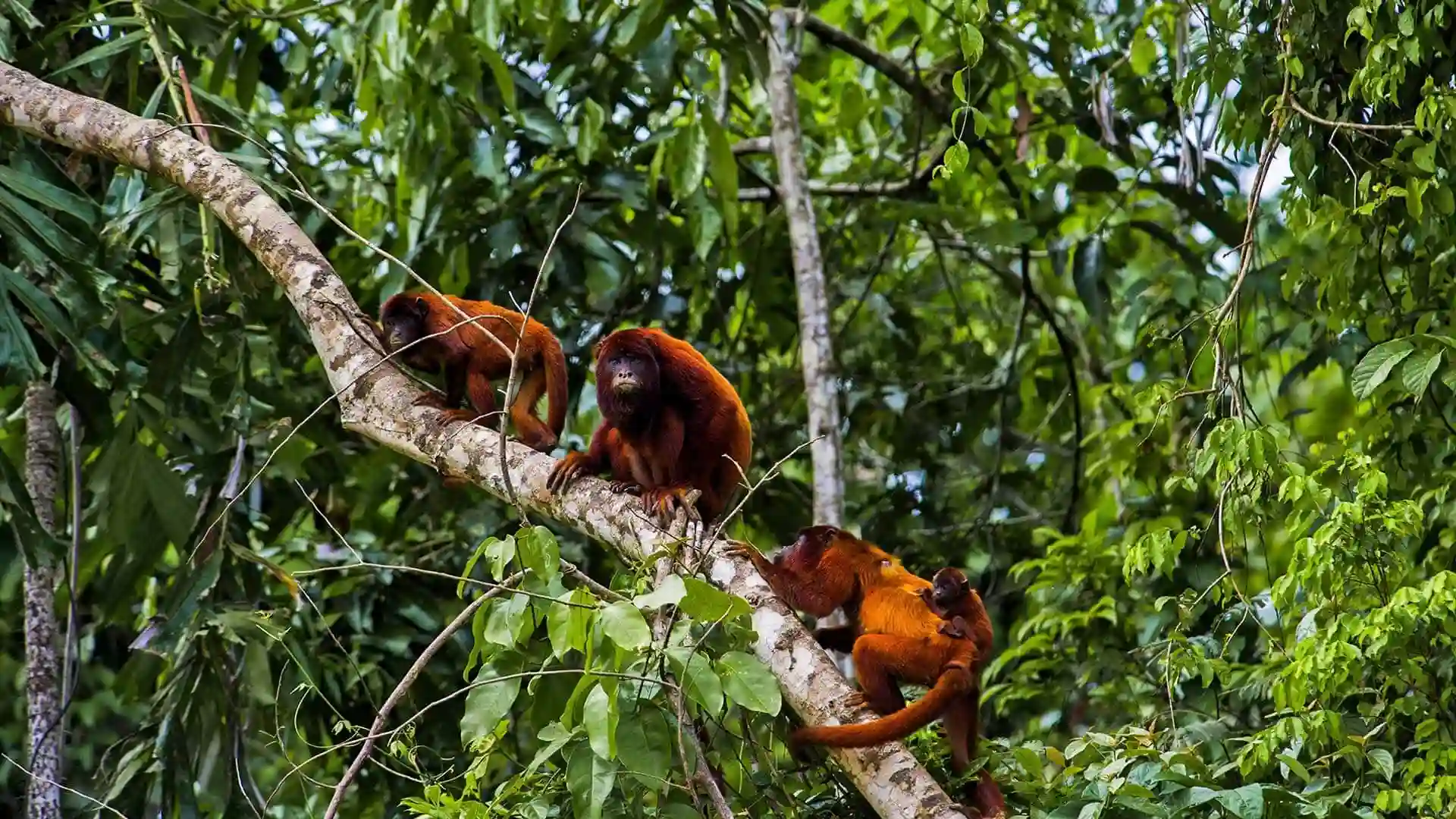 animals in the peruvian amazon Howler monkey