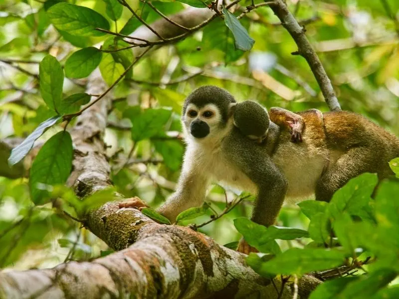amazon manu tours