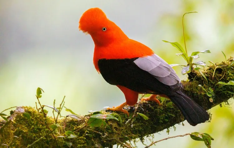 The Andean Cock-of-the-Rock