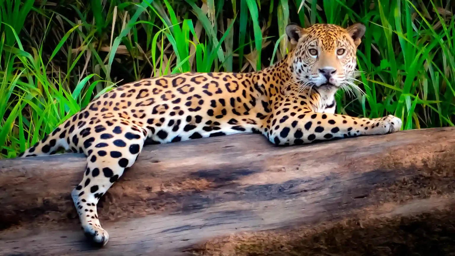 tours in tambopata national reserve