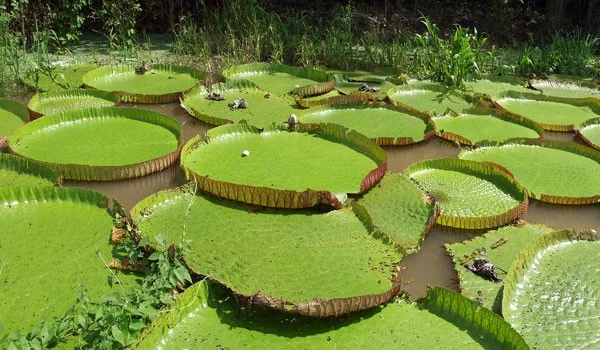 3 day amazon tour iquitos peru