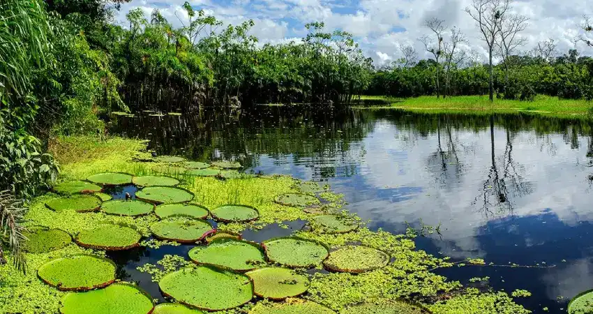 Pacaya Samiria National Reserve iquitos