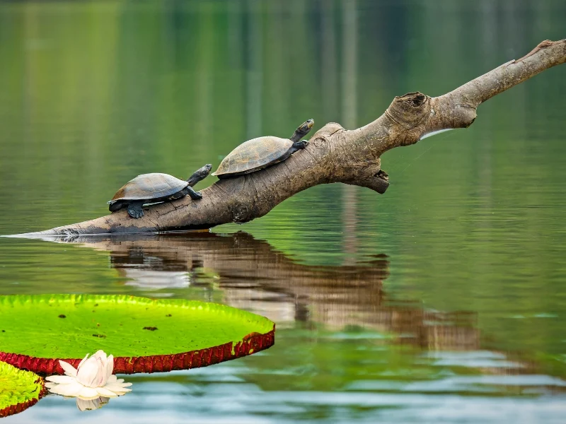 animals in iquitos tours