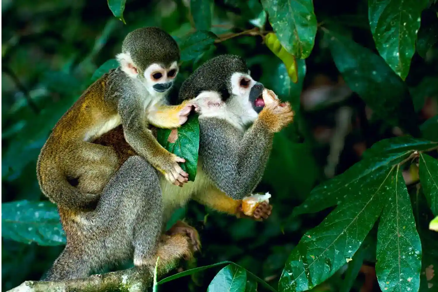 iquitos 2 day amazon tour