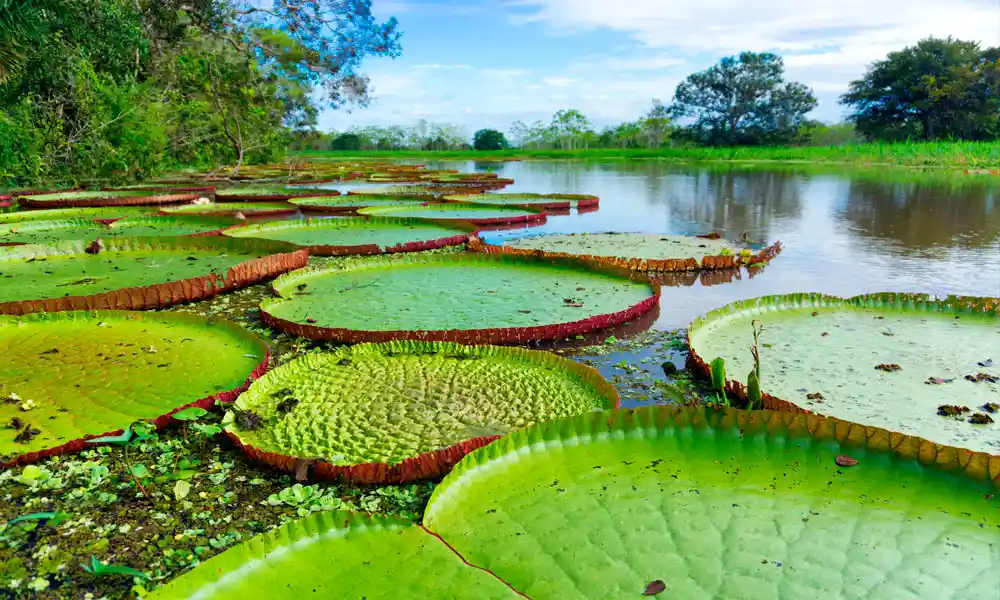 iquitos 2 day amazon
