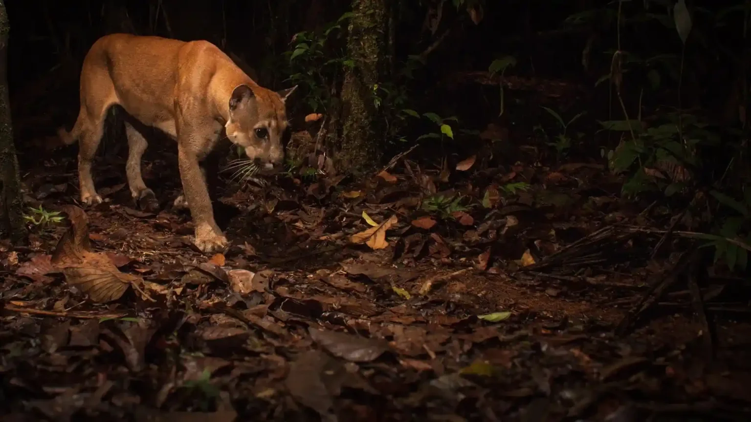 manu tours Night safari
