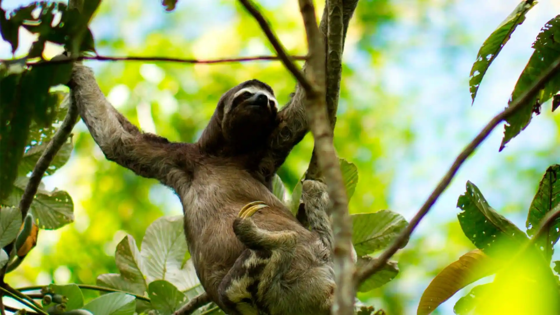 3 days pacaya samiria national reserve tour