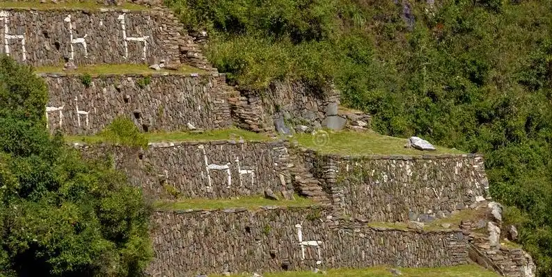 Llamas Terraces choquequirao treks
